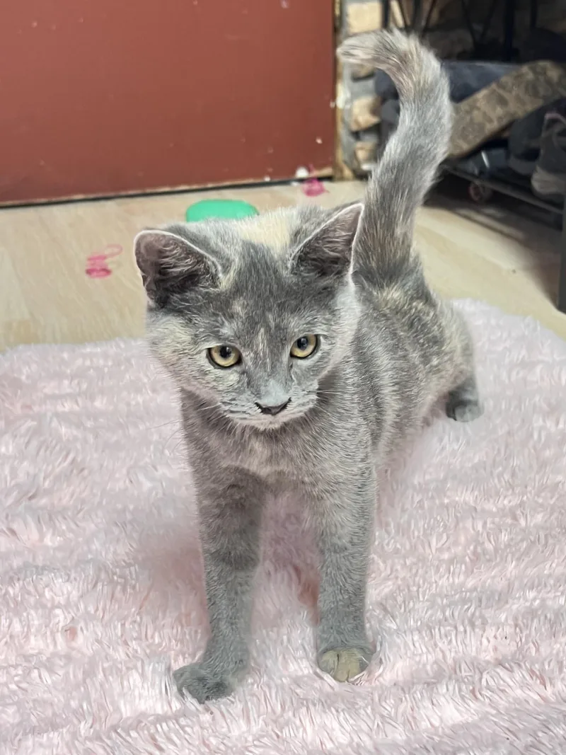 A baby small-sized female Blue Cream Dilute Tortoiseshell cat named Circle for adoption in Mesa, AZ