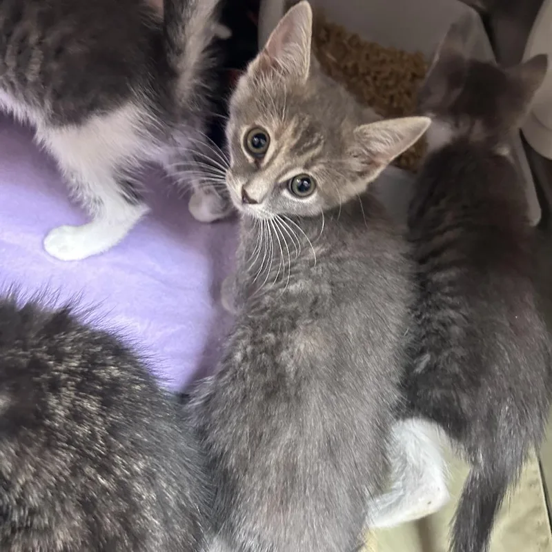 A baby small-sized female Gray / Blue / Silver Domestic Short Hair cat named Laurilei for adoption in Yanceyville, NC