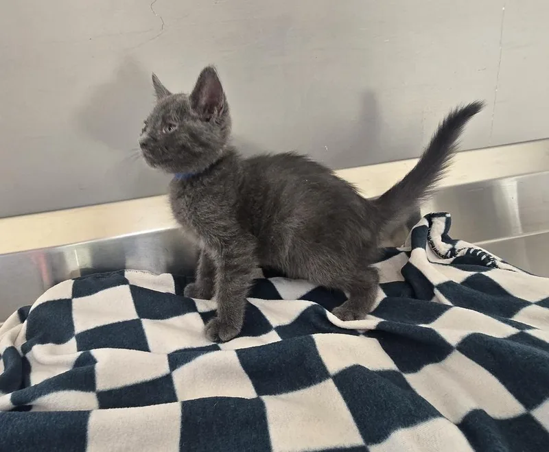 A baby small-sized male Domestic Short Hair cat named Beckham for adoption in Dickson, TN