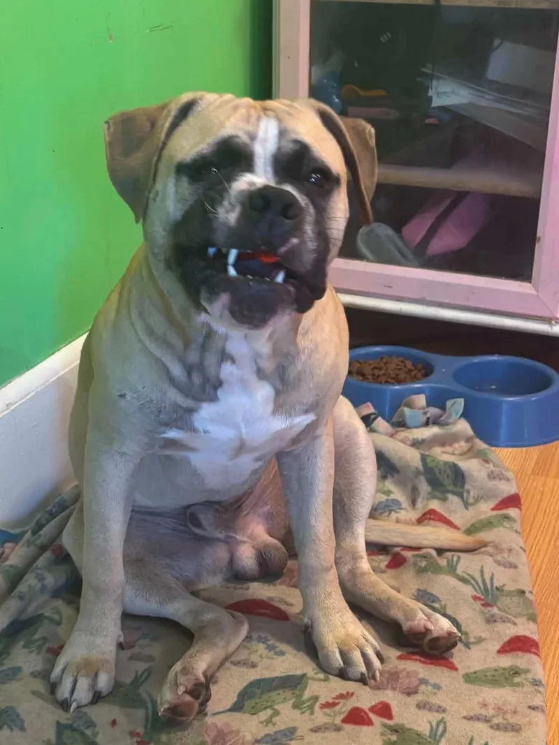 A young medium-sized male Boxer dog named Ozzy for adoption in New Smyrna Beach, FL