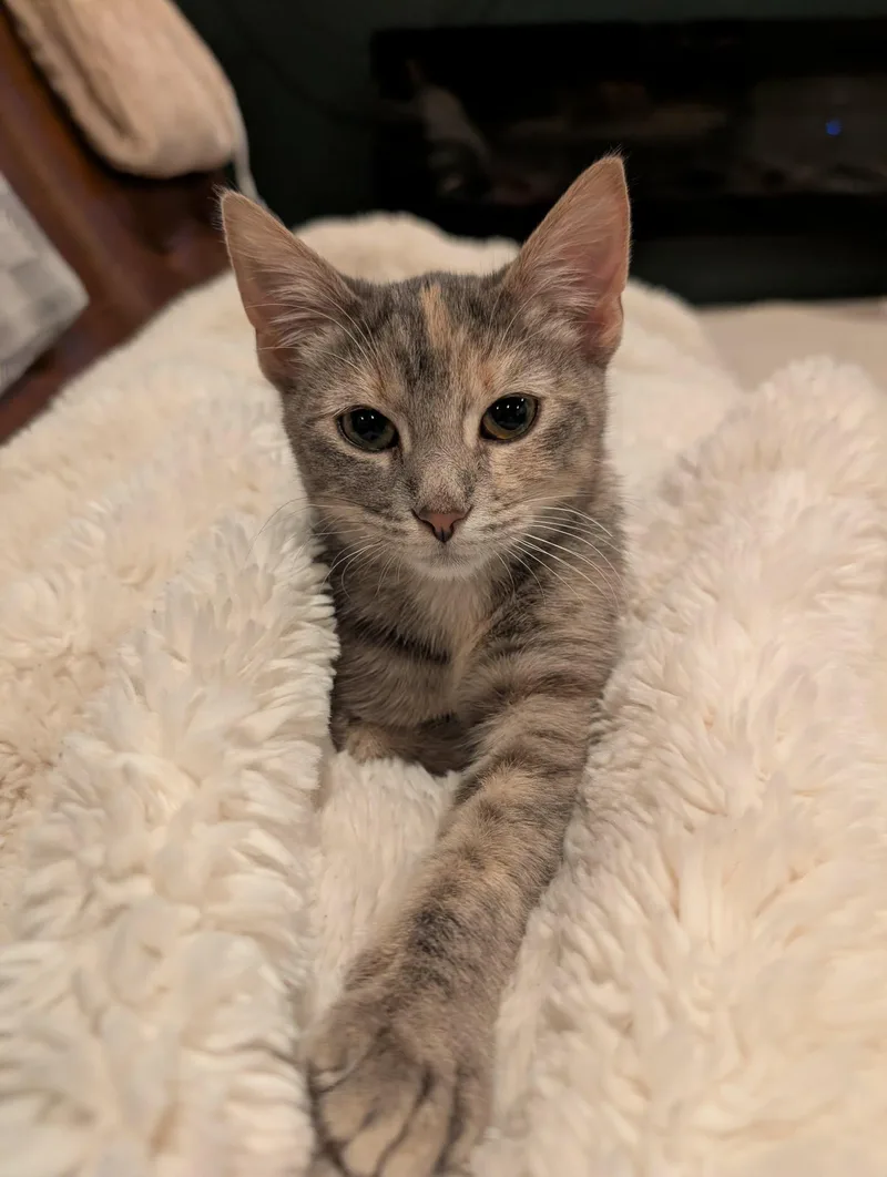 A baby medium-sized female Dilute Calico Domestic Short Hair cat named Buffy the Mouse Slayer for adoption in Overland Park, KS