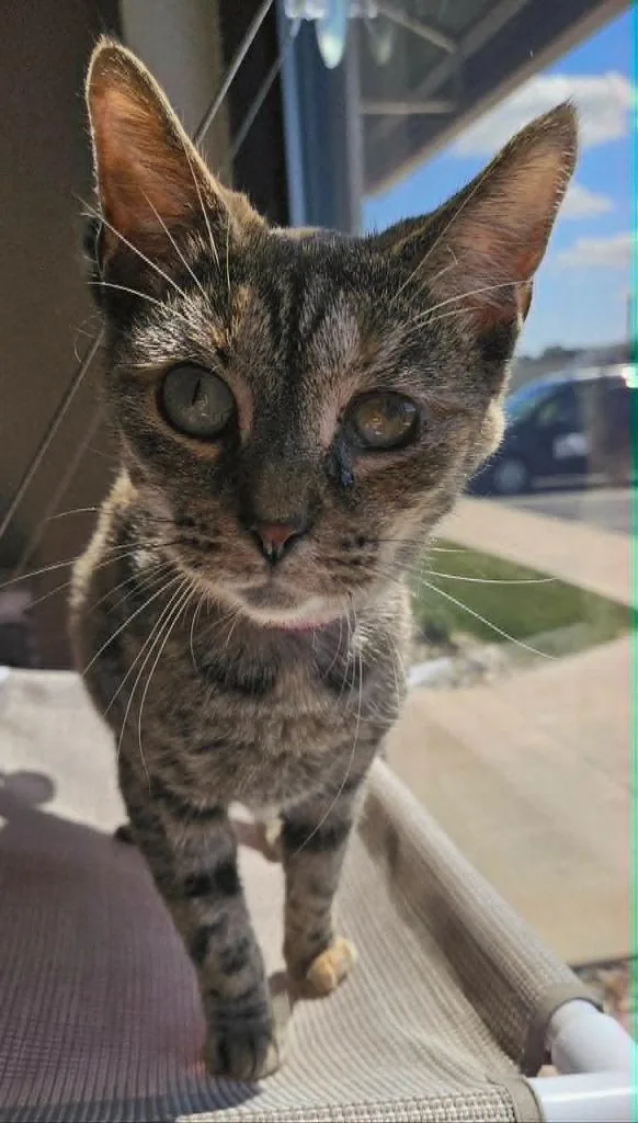 An adult small-sized female Domestic Short Hair cat named Bopeep for adoption in Fremont, OH