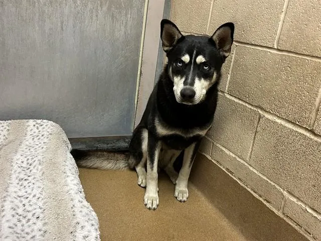 A young large-sized male Siberian Husky dog named Leonardo for adoption in Martinez, CA