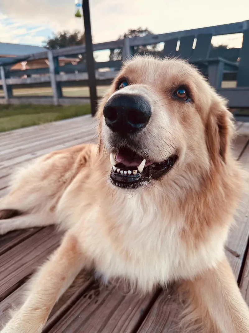 An adult large-sized male Golden Retriever dog named Thor for adoption in Houston, TX