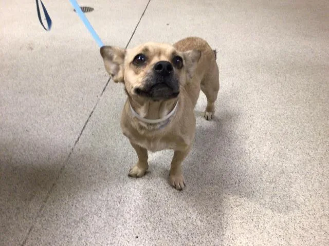 An adult small-sized female Chihuahua dog named Lola for adoption in Riverside, CA