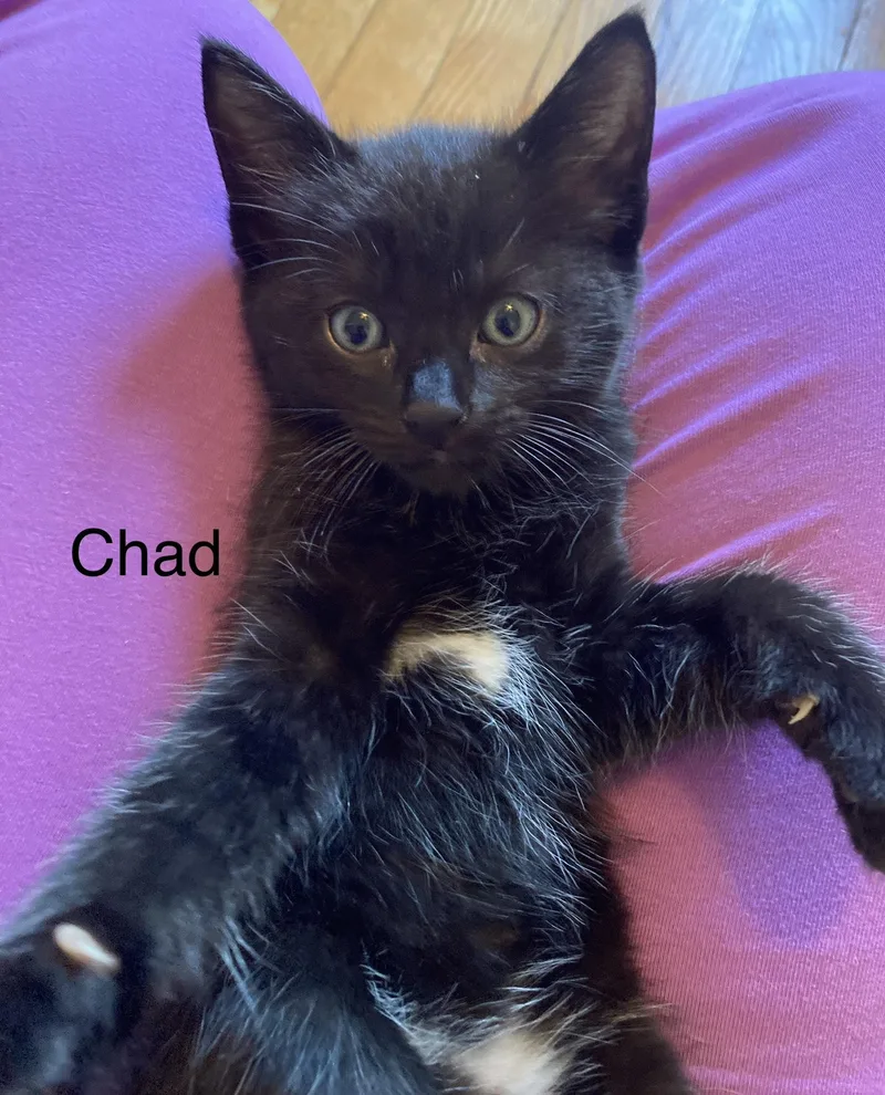 A baby small-sized male Tabby cat named Chad for adoption in North Billerica, MA