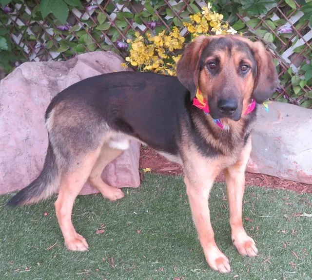 A young large-sized male Black and Tan Coonhound dog named Max for adoption in Oklahoma City, OK