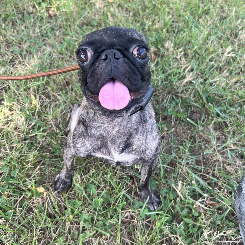 An adult small-sized female Pug dog named Apple for adoption in Hughesville, MD