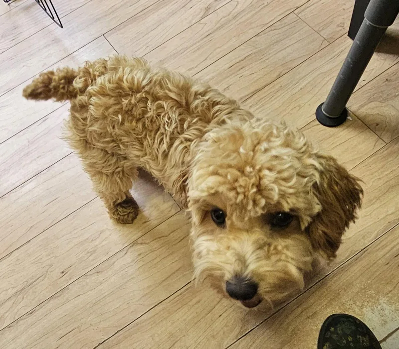 A young small-sized male Poodle dog named Louie for adoption in Jackson, NJ