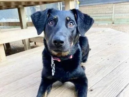 An adult large-sized female Bicolor Mixed Breed dog named Scout for adoption in Georgetown, TX