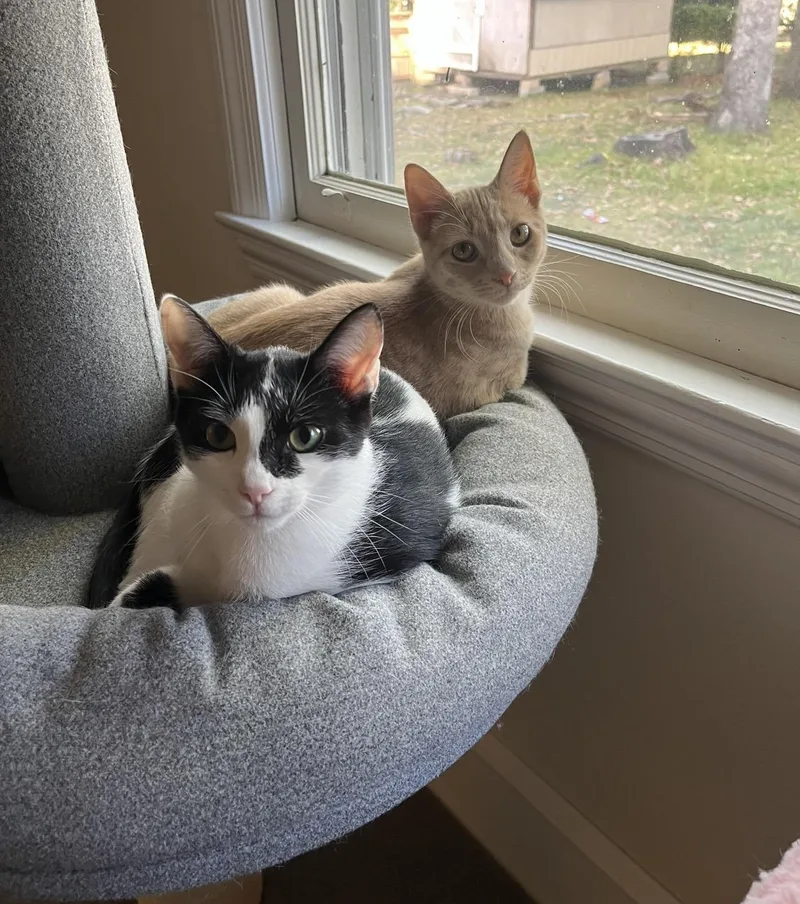 A baby small-sized female Orange / Red Domestic Short Hair cat named Maggie for adoption in Hope Mills, NC