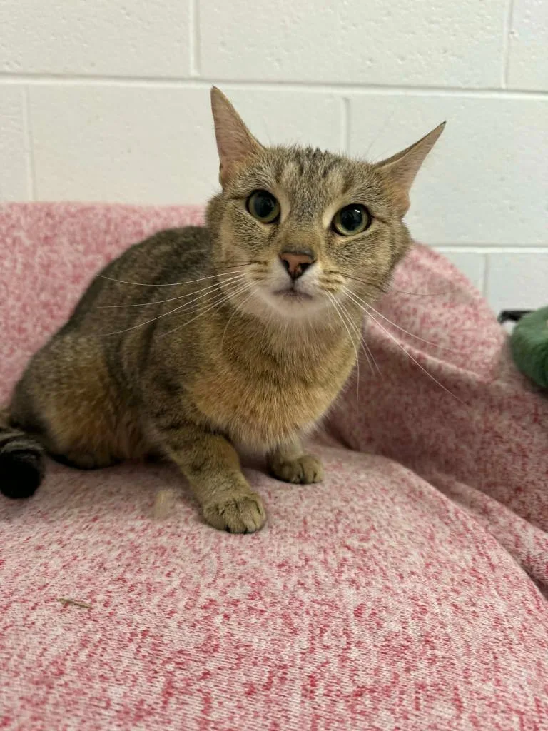 A young medium-sized female Domestic Short Hair cat named Gogurt for adoption in Marion, OH