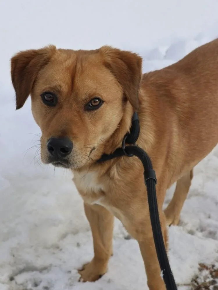 French Fry thumbnail 4