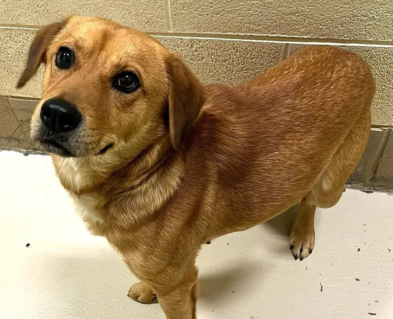 French Fry thumbnail 5