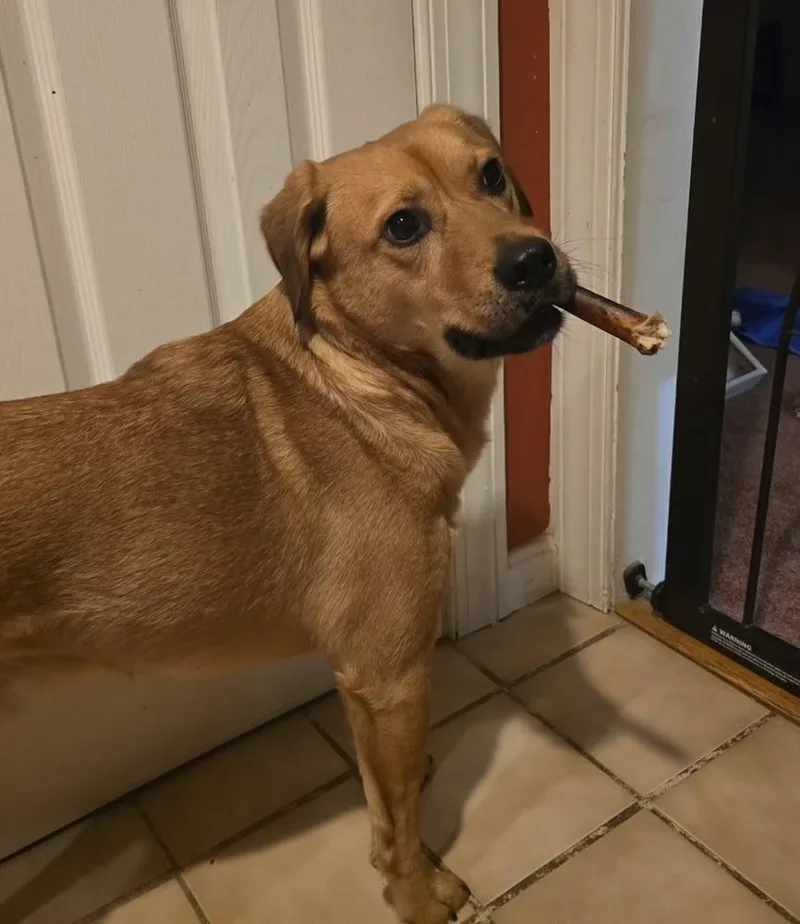 French Fry thumbnail 6