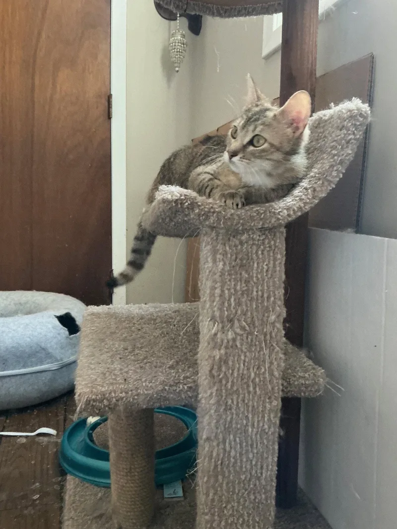 An adult medium-sized female Domestic Short Hair cat named Hilary Knight for adoption in Wheaton, IL