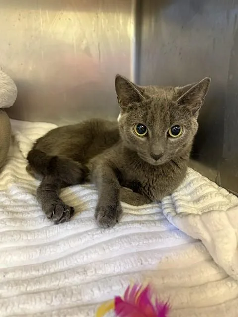 A young medium-sized female Domestic Short Hair cat named Jean Gray for adoption in Brewster, MA