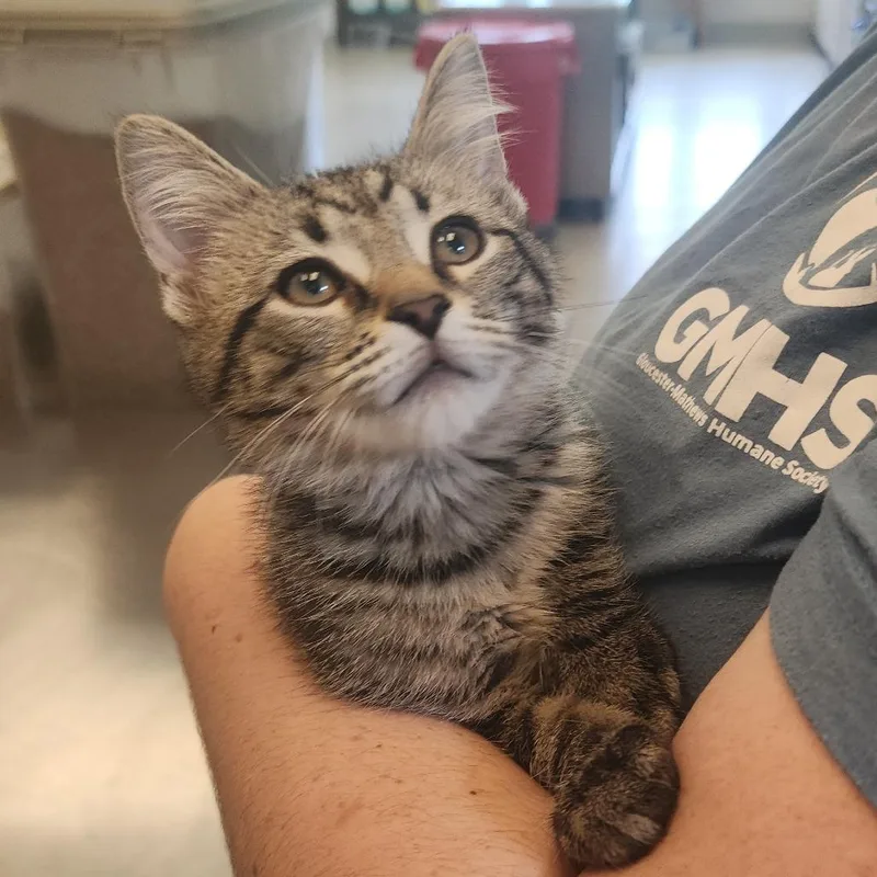 A baby small-sized male Brown / Chocolate Domestic Short Hair cat named Garnet for adoption in Gloucester, VA