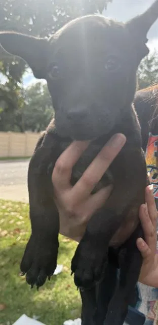 A baby small-sized female Labrador Retriever dog named Violet for adoption in San Antonio, TX