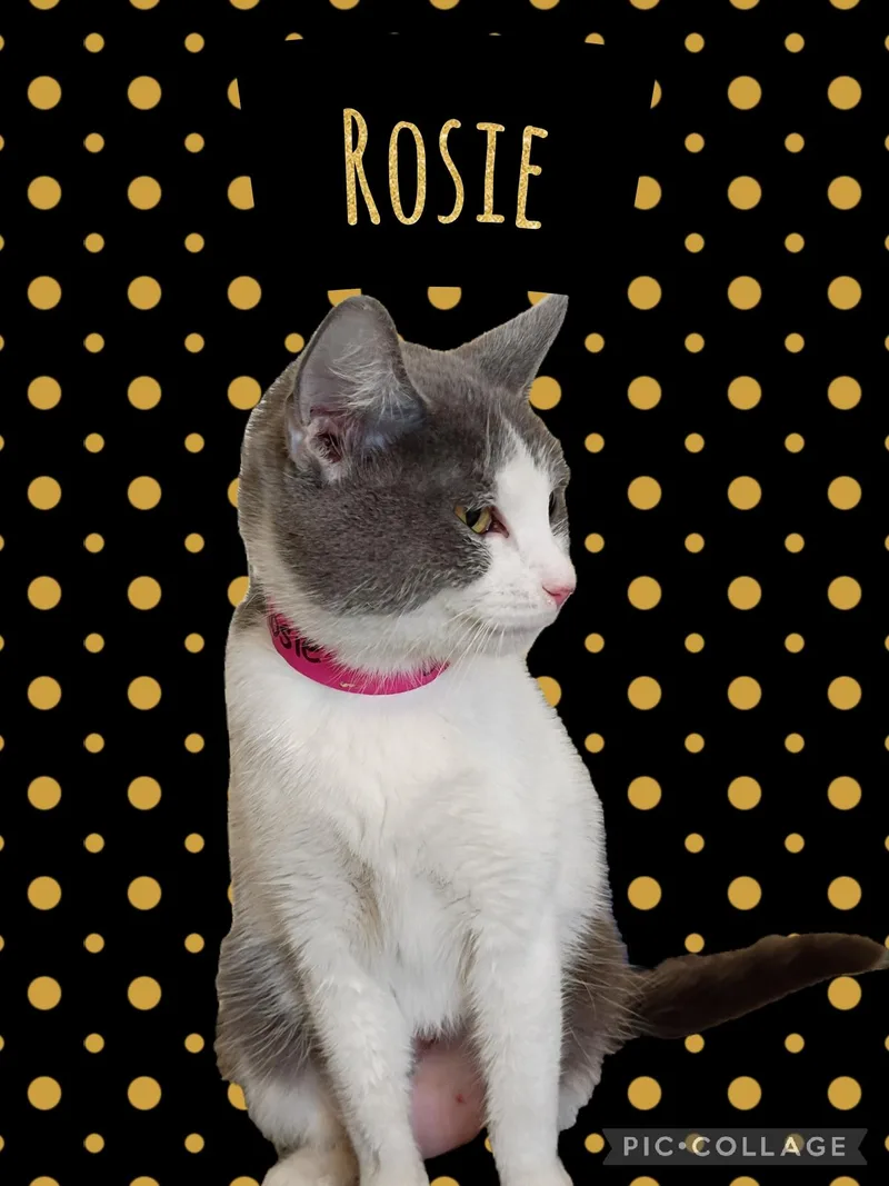 A young medium-sized female Domestic Short Hair cat named Rosie for adoption in Muncie, IN