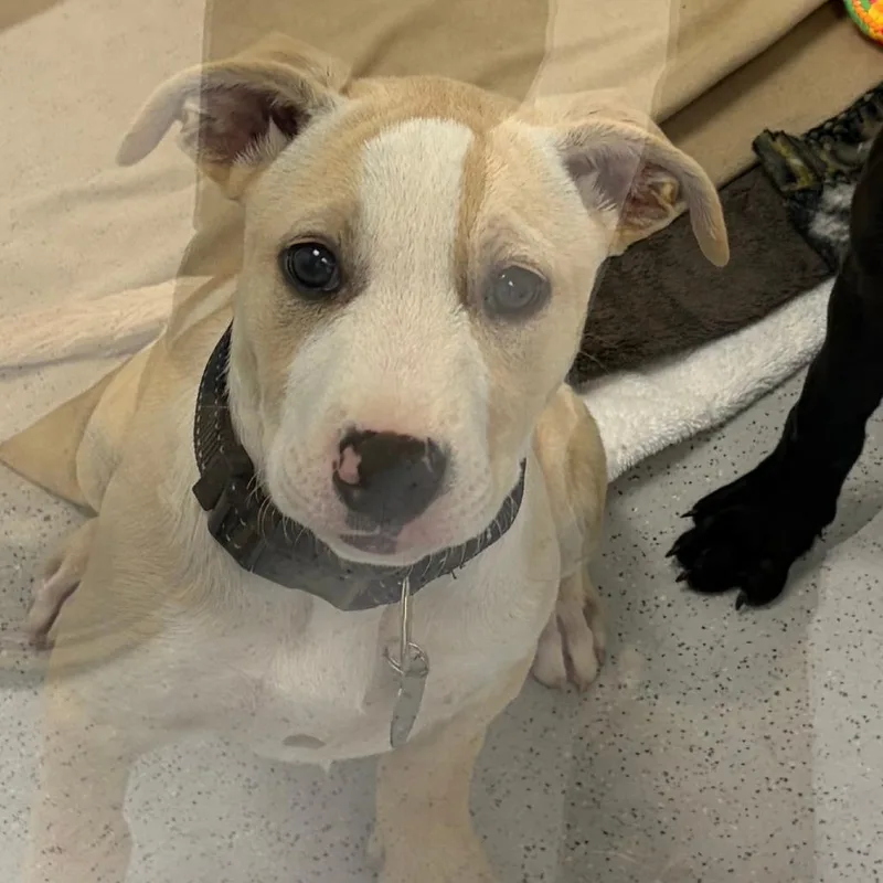 A baby large-sized female White / Cream Mixed Breed dog named Tilly for adoption in Greensboro, GA