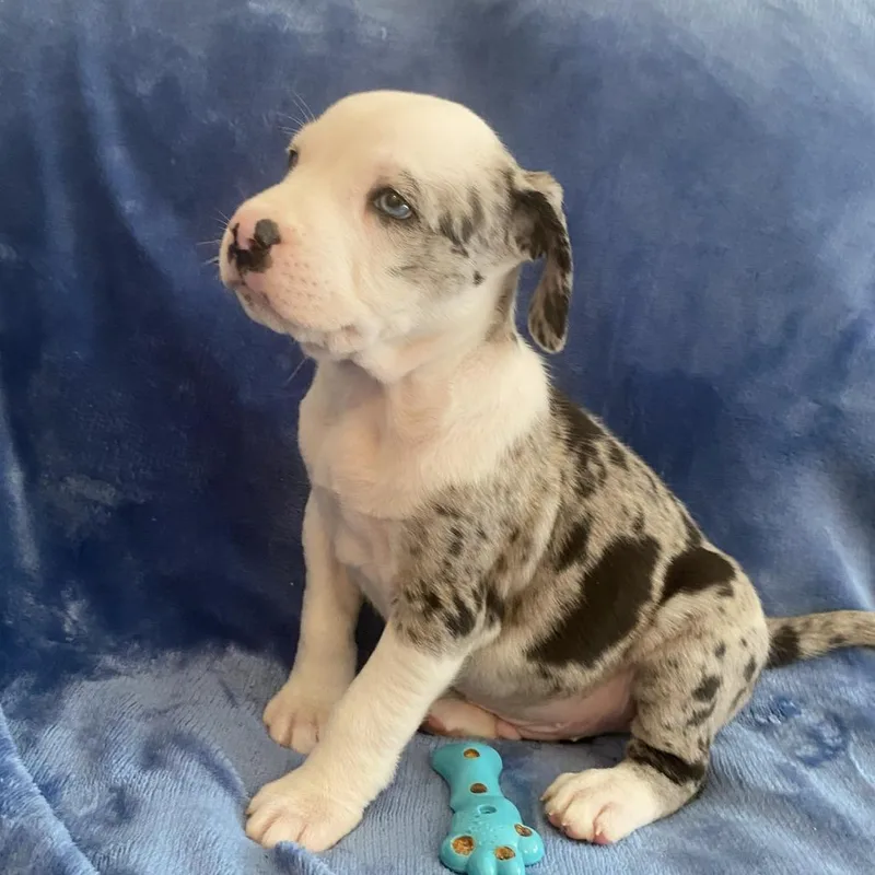 A baby medium-sized male Catahoula Leopard Dog dog named King George for adoption in Greensboro, GA