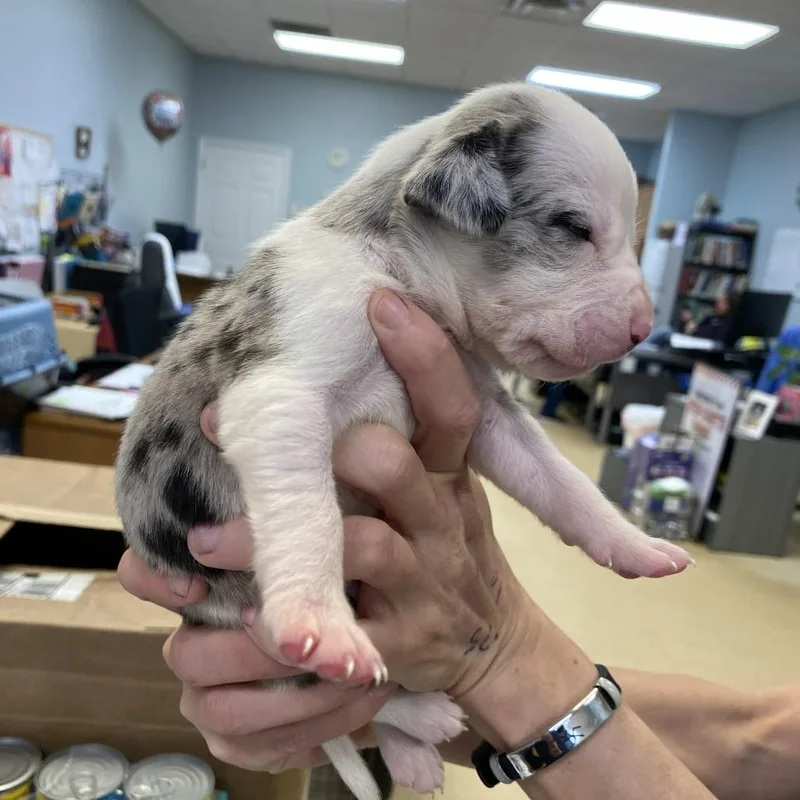 King George thumbnail 2