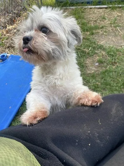 Teddy