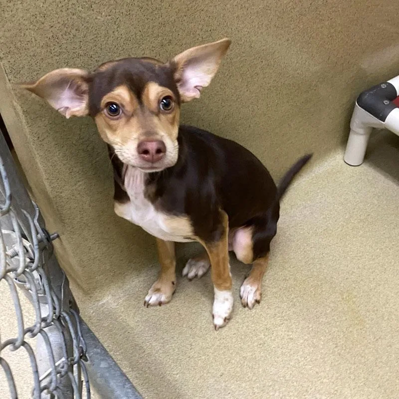 A baby small-sized male Tricolor (Brown, Black, & White) Chihuahua dog named Knuckles for adoption in Monroe, GA
