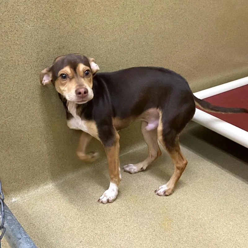 Knuckles thumbnail 2