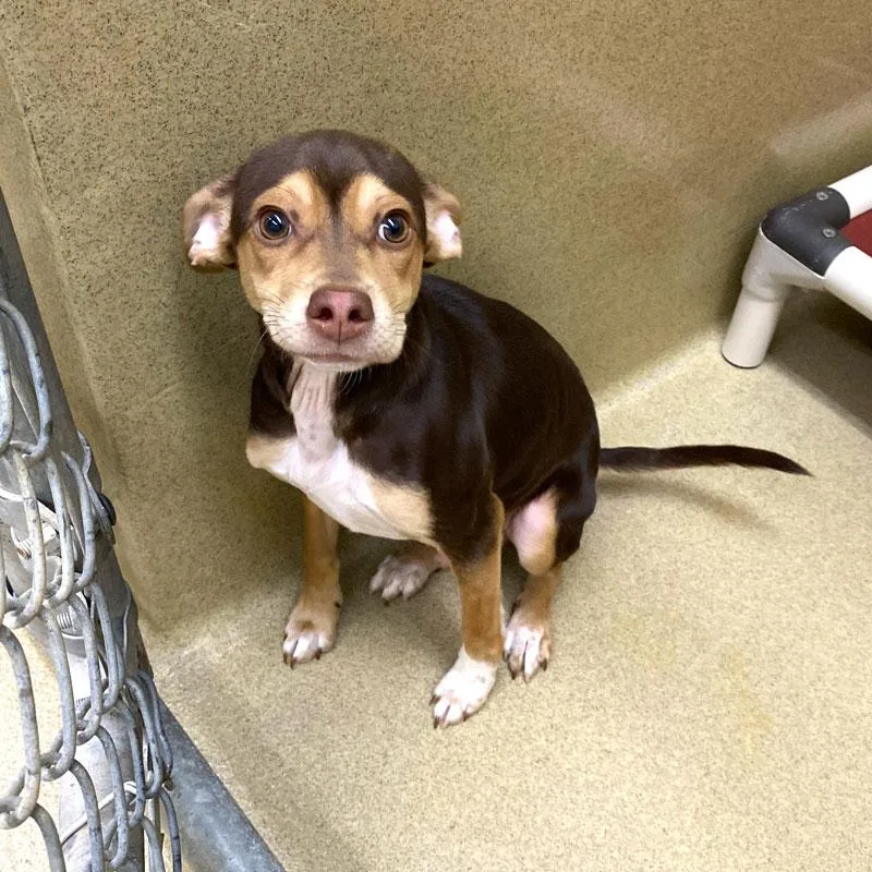 Knuckles thumbnail 3