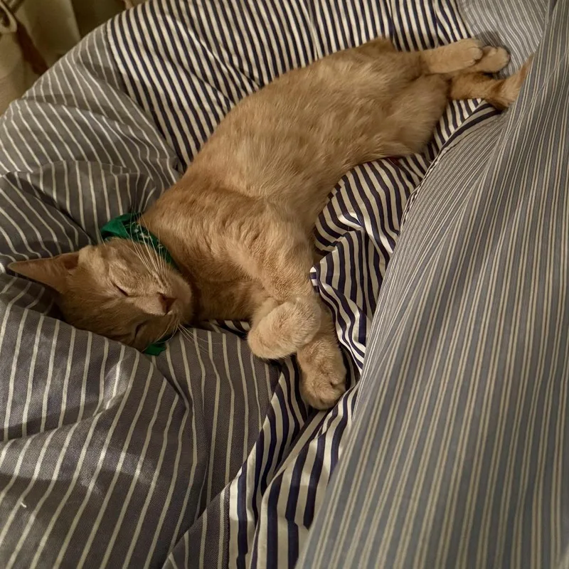 A young medium-sized male Domestic Short Hair cat named Knickerbocker for adoption in New York, NY