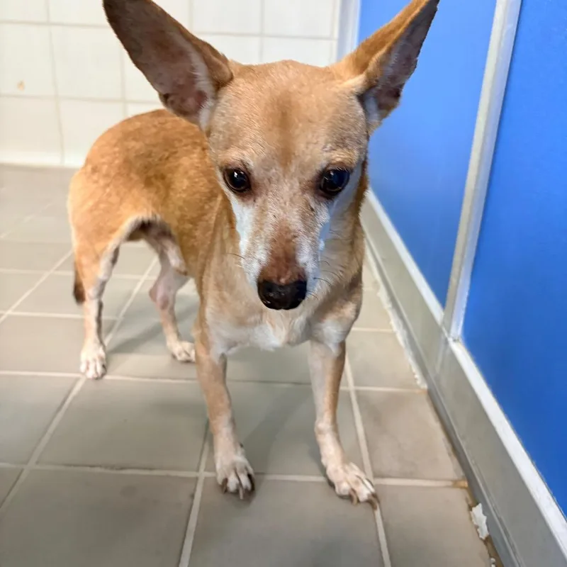 A senior small-sized male Yellow / Tan / Blond / Fawn Chihuahua dog named Snaggletooth for adoption in Bryan, TX