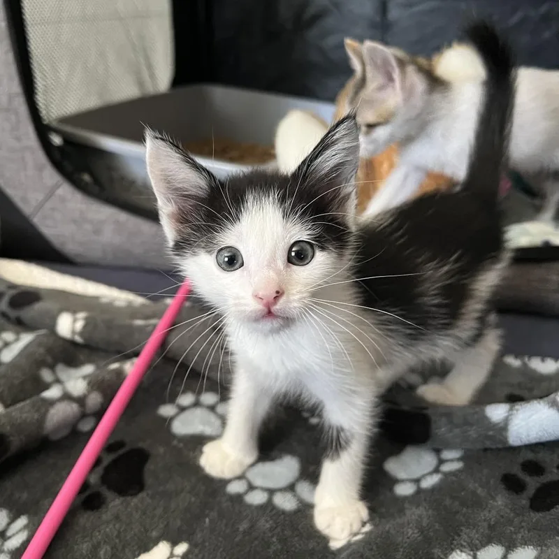 A baby small-sized female Domestic Short Hair cat named Verranzzano for adoption in Los Angeles, CA