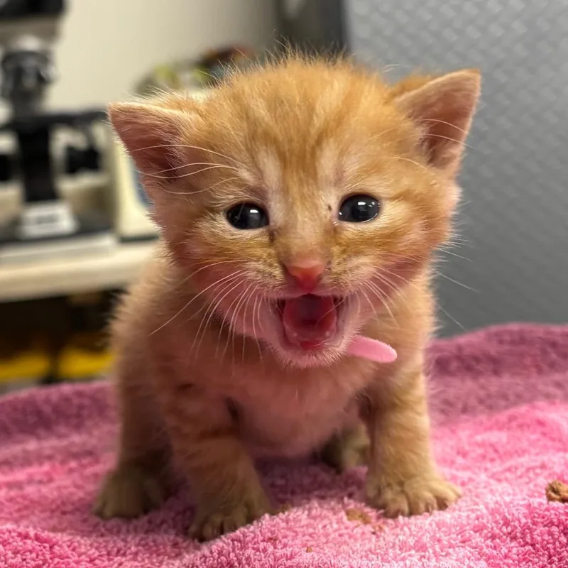 A baby small-sized female Orange / Red Domestic Short Hair cat named Blossom for adoption in Newark, NJ