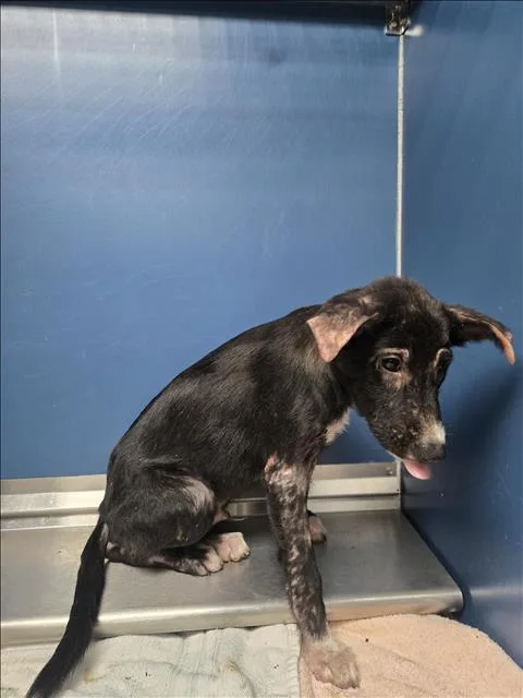 A baby small-sized male Labrador Retriever dog named Parsley for adoption in Conroe, TX
