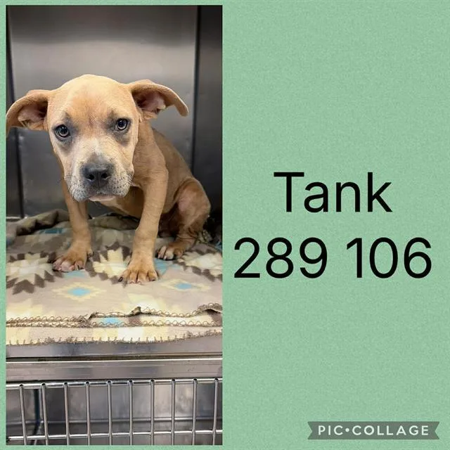 A young small-sized male Mixed Breed dog named Tank for adoption in Macon, GA