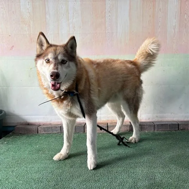 An adult medium-sized male Siberian Husky dog named Brownie for adoption in Baldwin Park, CA