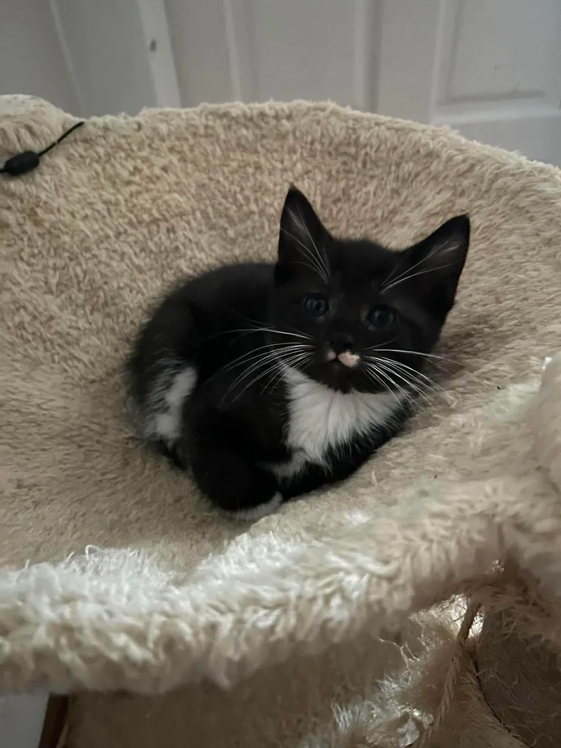 A baby large-sized male Black & White / Tuxedo Domestic Short Hair cat named Stone for adoption in Oakboro , NC