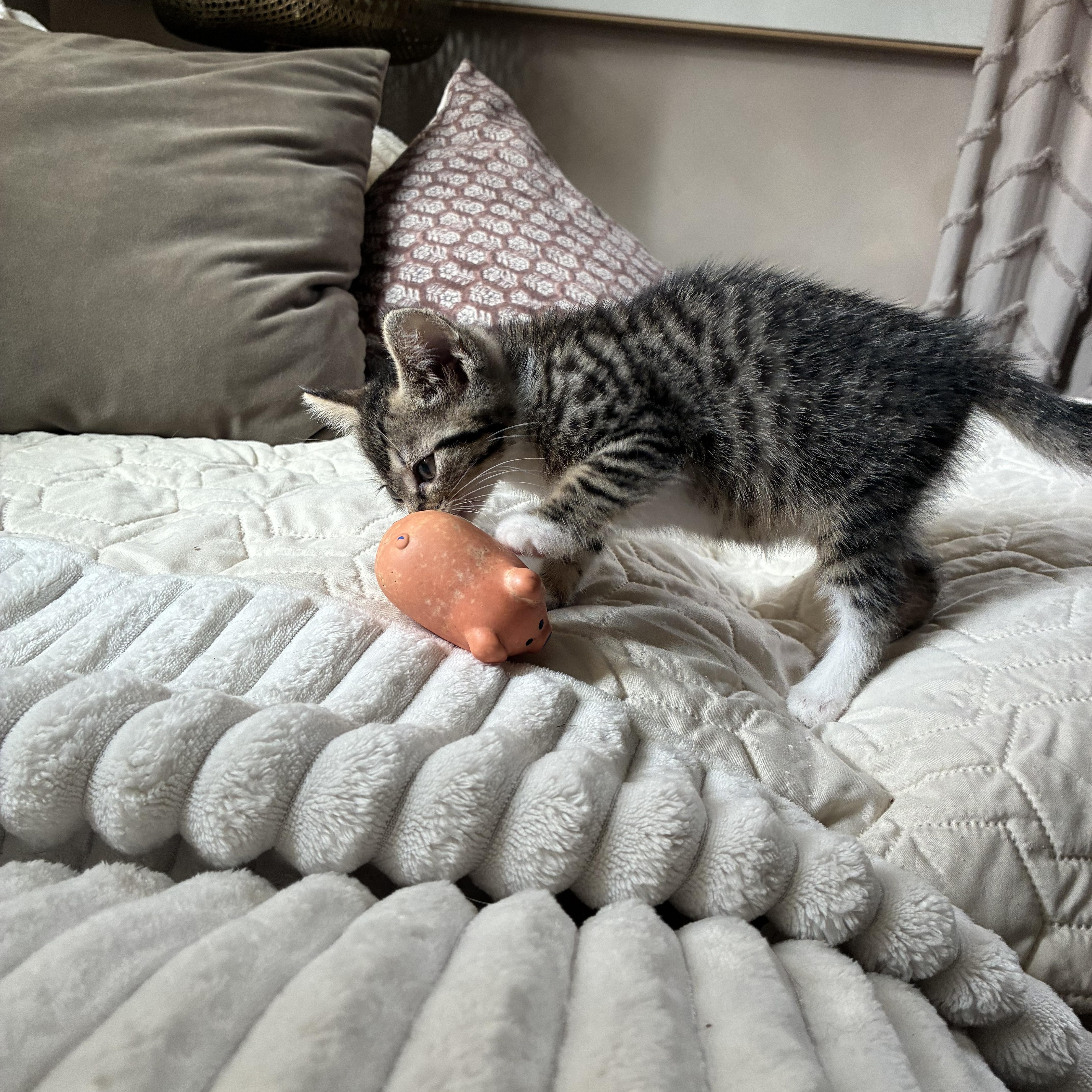 A baby small-sized female Domestic Short Hair cat named Birdie for adoption in Brockport, NY