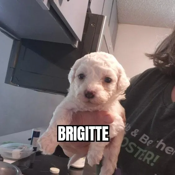 A baby small-sized female White / Cream Bichon Frise dog named Brigitte for adoption in Olympia, WA