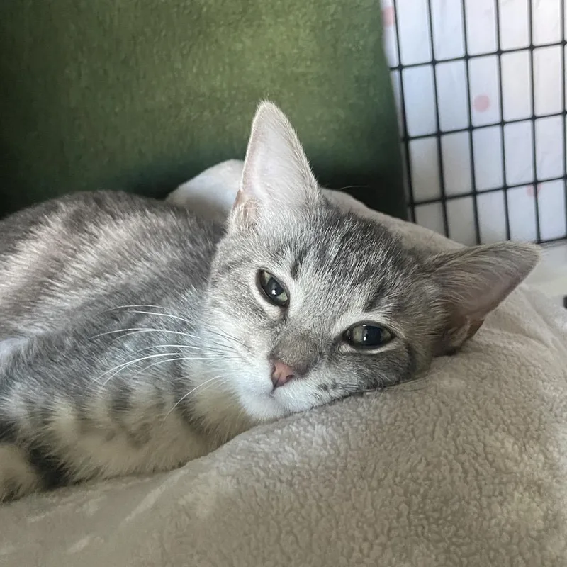 A baby small-sized female Domestic Short Hair cat named Cufflink for adoption in Chicago, IL