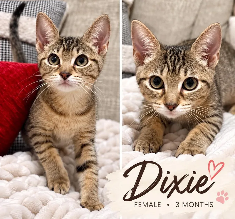 A baby small-sized female Gray & White Tabby cat named Dixie for adoption in Fern Park, FL