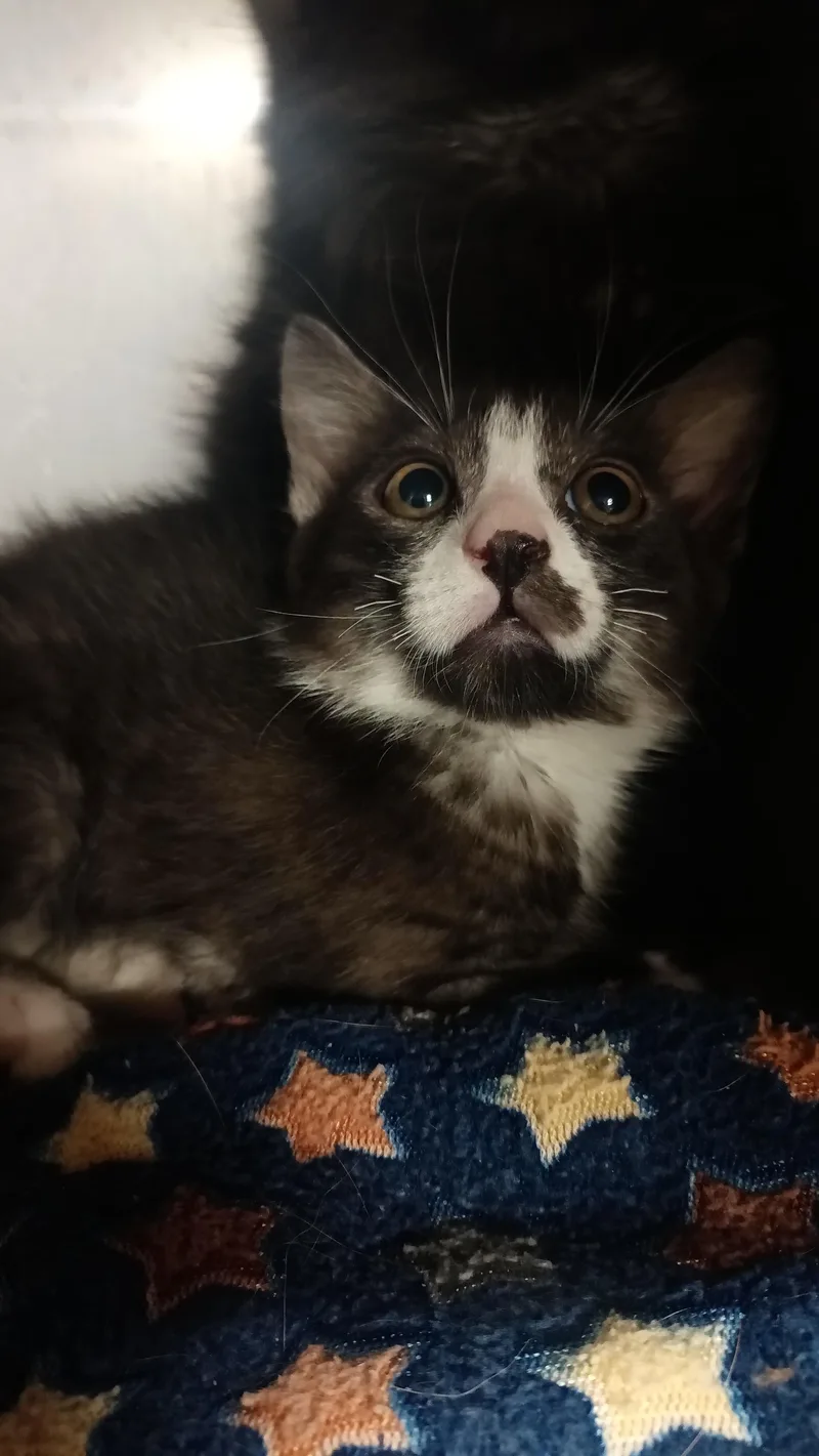 A young small-sized male Domestic Medium Hair cat named Fentanyl for adoption in Wasilla, AK