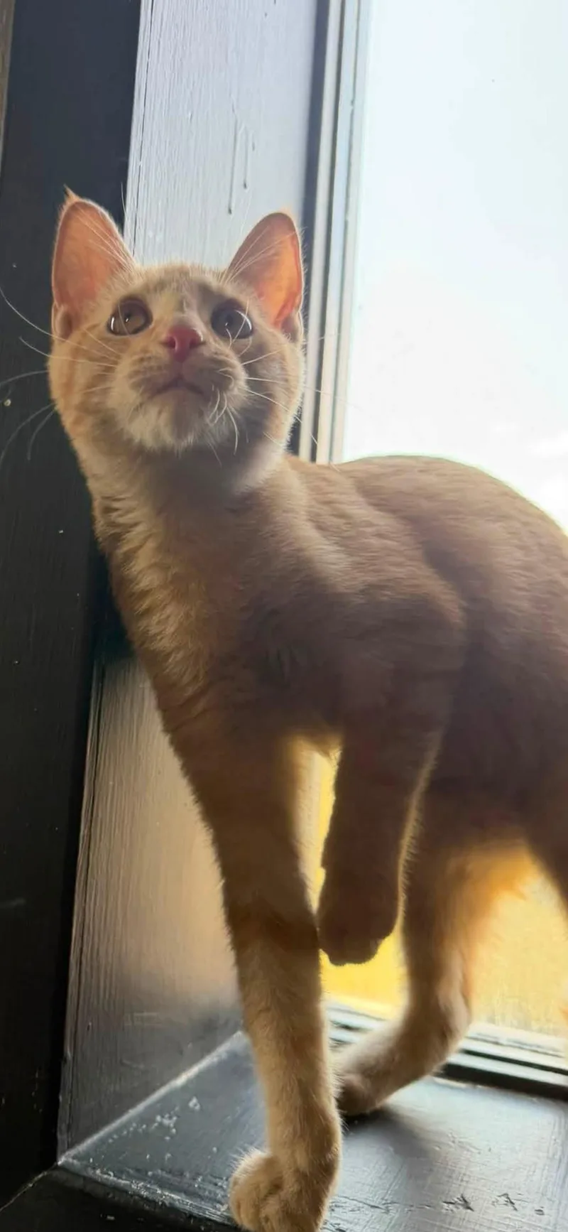 Cheeseball