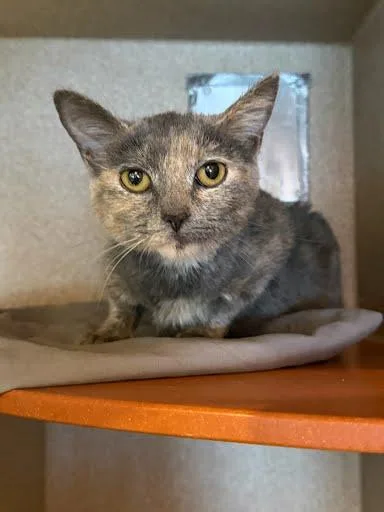An adult medium-sized female Domestic Short Hair cat named Grotto Goblin for adoption in Washington, DC
