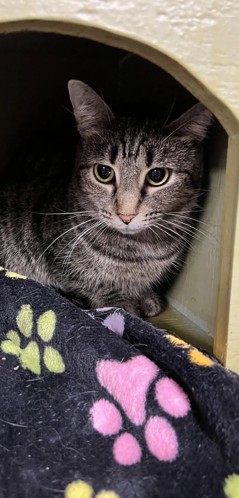 An adult medium-sized female Domestic Short Hair cat named Jelly for adoption in Holland, MI