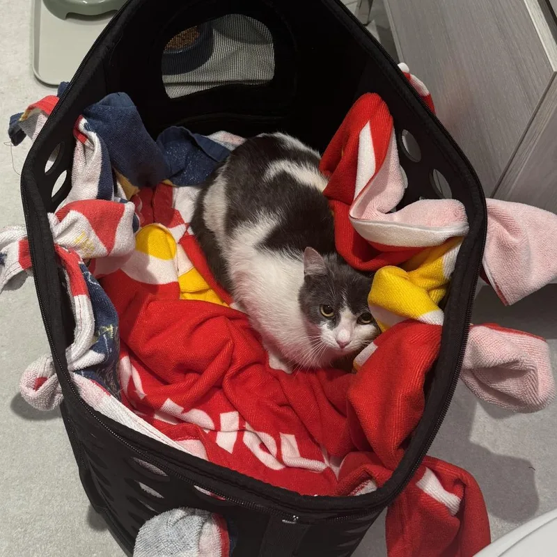 An adult small-sized female Domestic Short Hair cat named Silver for adoption in Brooklyn, NY