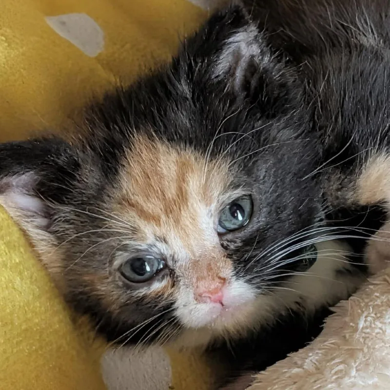 A baby small-sized female Calico Domestic Short Hair cat named Tempest for adoption in Silver Spring, MD