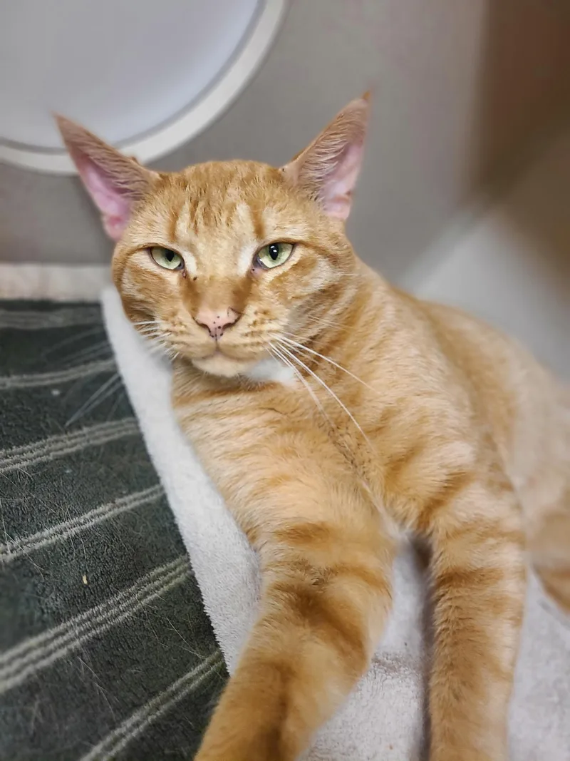 A young large-sized male Tabby (Orange / Red) Domestic Short Hair cat named Leo AKA Orange Man for adoption in Hudson, NY